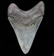 Serrated, Megalodon Tooth - Beautiful Tooth #72817-2